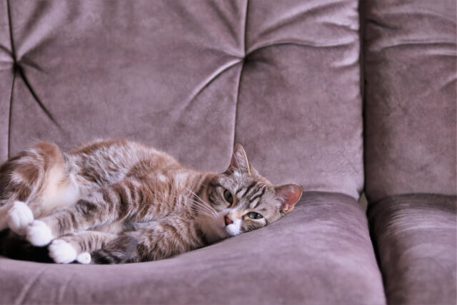 ソファーで寝る猫