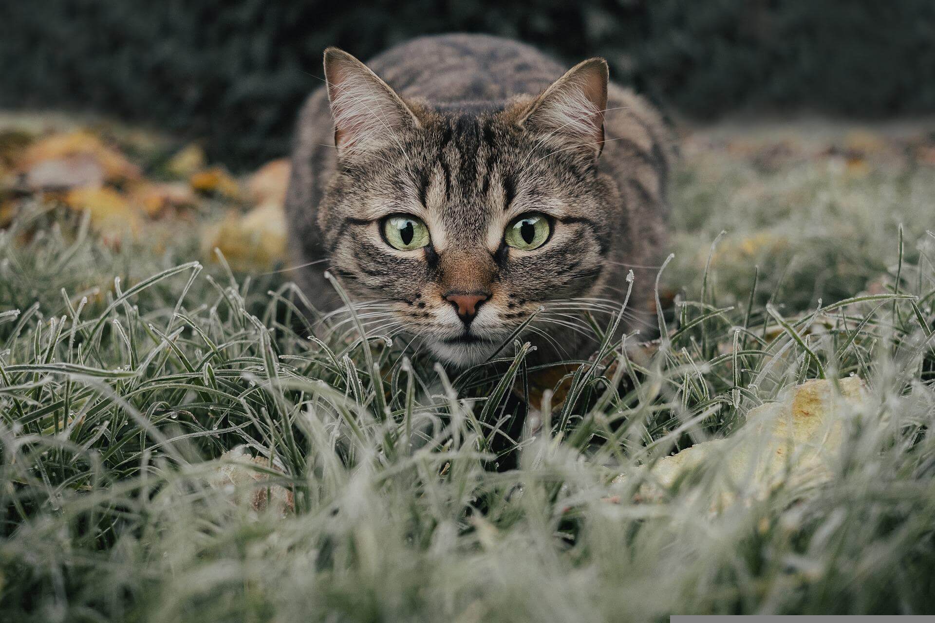 猫カビ_草むらにいる猫