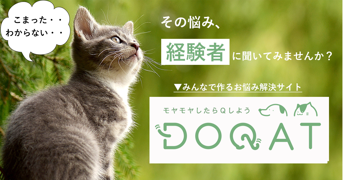 DOQAT（ドキャット）犬猫のしつけや病気、悩みを共有できるサイト